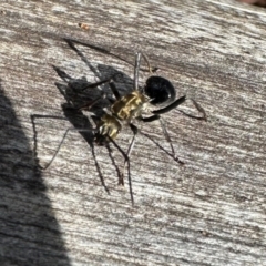 Polyrhachis semiaurata (A golden spiny ant) at Watson, ACT - 10 Jun 2024 by Pirom