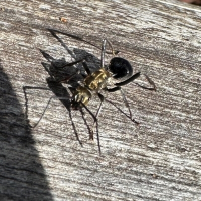 Polyrhachis semiaurata (A golden spiny ant) at Mount Majura - 10 Jun 2024 by Pirom