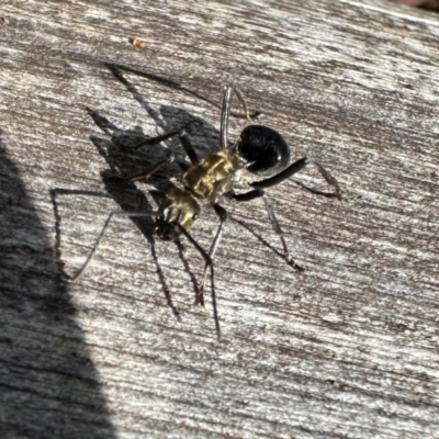 Polyrhachis semiaurata (A golden spiny ant) at Watson, ACT - 10 Jun 2024 by Pirom