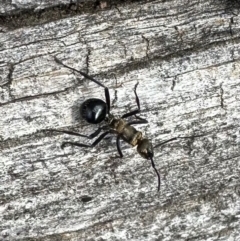 Polyrhachis semiaurata at Mount Majura - 10 Jun 2024