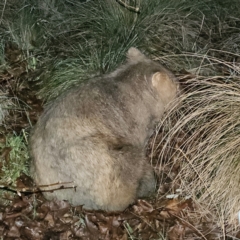 Vombatus ursinus (Common wombat, Bare-nosed Wombat) at QPRC LGA - 10 Jun 2024 by MatthewFrawley