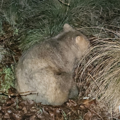 Vombatus ursinus (Bare-nosed Wombat) at QPRC LGA - 10 Jun 2024 by MatthewFrawley