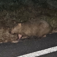 Vombatus ursinus (Bare-nosed Wombat) at QPRC LGA - 10 Jun 2024 by MatthewFrawley