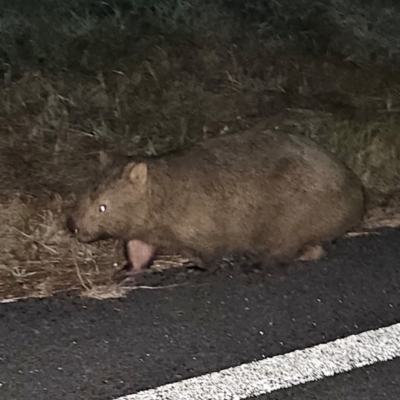 Vombatus ursinus (Common wombat, Bare-nosed Wombat) at QPRC LGA - 10 Jun 2024 by MatthewFrawley