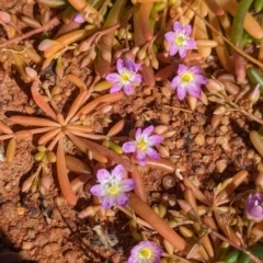 Calandrinia stagnensis at Newhaven Wildlife Sanctuary - 21 May 2024 by Darcy