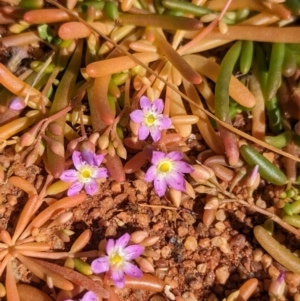 Calandrinia stagnensis at Lake Mackay, NT - 21 May 2024