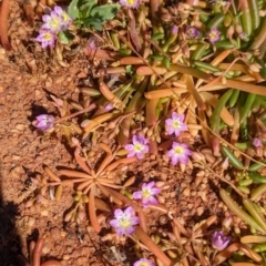 Calandrinia stagnensis at Lake Mackay, NT - 21 May 2024