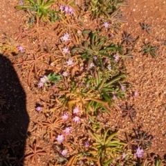 Calandrinia stagnensis at Lake Mackay, NT - 21 May 2024