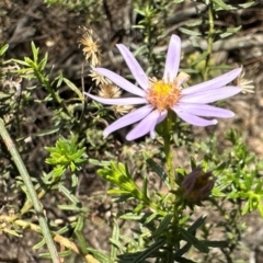 Olearia tenuifolia (Narrow-leaved Daisybush) at Watson, ACT - 10 Jun 2024 by Pirom