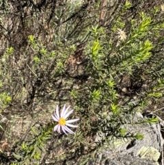 Olearia tenuifolia at Mount Majura - 10 Jun 2024