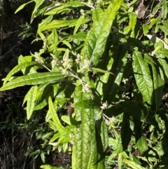 Olearia lirata at Mount Majura - 10 Jun 2024 by Pirom