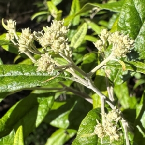 Olearia lirata at Mount Majura - 10 Jun 2024