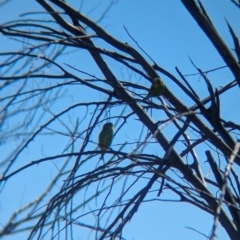 Melopsittacus undulatus (Budgerigar) at Lake Mackay, NT - 21 May 2024 by Darcy