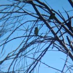 Melopsittacus undulatus at Lake Mackay, NT - 21 May 2024