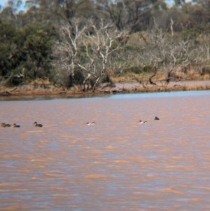 Recurvirostra novaehollandiae at Lake Mackay, NT - 21 May 2024