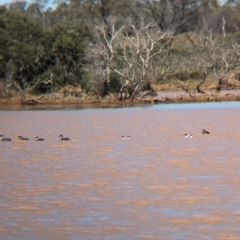 Recurvirostra novaehollandiae at Lake Mackay, NT - 21 May 2024