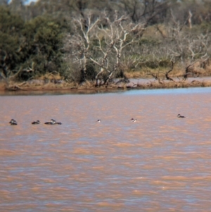 Recurvirostra novaehollandiae at Lake Mackay, NT - 21 May 2024