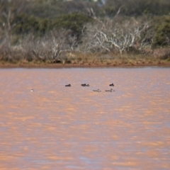 Malacorhynchus membranaceus (Pink-eared Duck) at Newhaven Wildlife Sanctuary - 21 May 2024 by Darcy