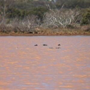 Malacorhynchus membranaceus at Lake Mackay, NT - 21 May 2024