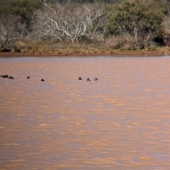 Malacorhynchus membranaceus at Lake Mackay, NT - 21 May 2024