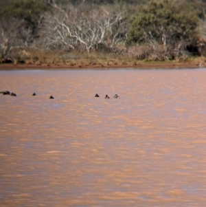 Malacorhynchus membranaceus at Lake Mackay, NT - 21 May 2024