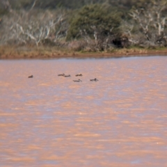 Malacorhynchus membranaceus at Lake Mackay, NT - 21 May 2024