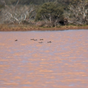 Malacorhynchus membranaceus at Lake Mackay, NT - 21 May 2024