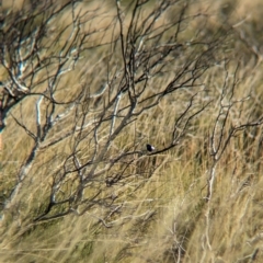 Malurus leucopterus (White-winged Fairywren) at Newhaven Wildlife Sanctuary - 21 May 2024 by Darcy