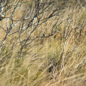 Malurus leucopterus at Lake Mackay, NT - 21 May 2024