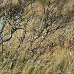 Malurus leucopterus at Lake Mackay, NT - 21 May 2024