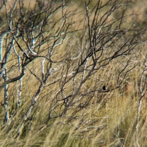 Malurus leucopterus at Lake Mackay, NT - 21 May 2024