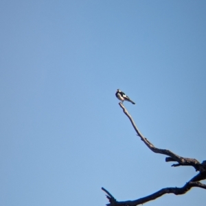 Grallina cyanoleuca at Lake Mackay, NT - 21 May 2024