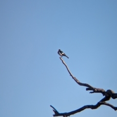 Grallina cyanoleuca at Lake Mackay, NT - 21 May 2024