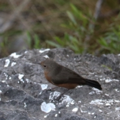 Origma solitaria (Rockwarbler) at Bungonia National Park - 10 Jun 2024 by Rixon