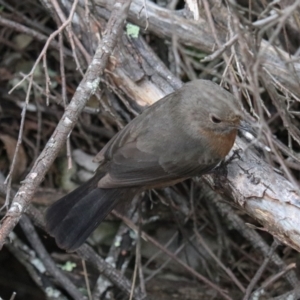 Origma solitaria at Bungonia National Park - suppressed