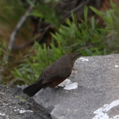 Origma solitaria at Bungonia National Park - suppressed