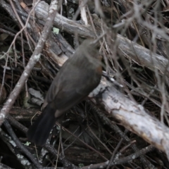 Origma solitaria at Bungonia National Park - suppressed