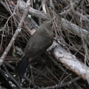 Origma solitaria at Bungonia National Park - suppressed