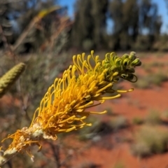 Grevillea juncifolia (Honeysuckle Grevillea, Honey Grevillea) at Lake Mackay, NT - 22 May 2024 by Darcy