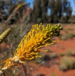 Grevillea juncifolia at Lake Mackay, NT - suppressed