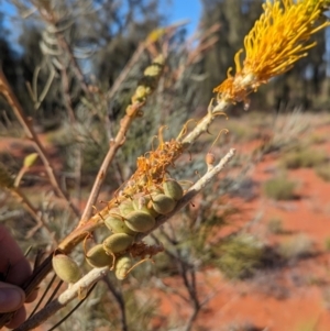 Grevillea juncifolia at Lake Mackay, NT - suppressed