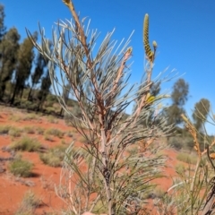 Grevillea juncifolia at Lake Mackay, NT - suppressed