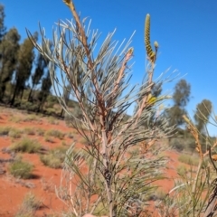 Grevillea juncifolia at suppressed - 22 May 2024