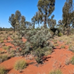 Grevillea juncifolia at Lake Mackay, NT - suppressed