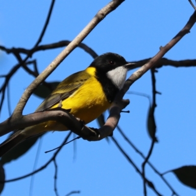 Pachycephala pectoralis (Golden Whistler) at Bungonia, NSW - 10 Jun 2024 by Rixon