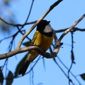 Pachycephala pectoralis at Bungonia State Conservation Area - 10 Jun 2024