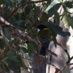 Pachycephala pectoralis at Bungonia State Conservation Area - 10 Jun 2024