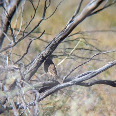 Cincloramphus mathewsi (Rufous Songlark) at Newhaven Wildlife Sanctuary - 22 May 2024 by Darcy