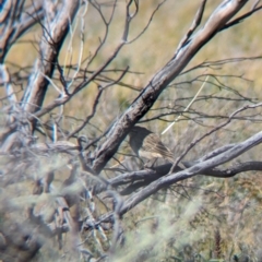 Cincloramphus mathewsi at Lake Mackay, NT - 22 May 2024