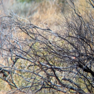 Cincloramphus mathewsi at Lake Mackay, NT - 22 May 2024